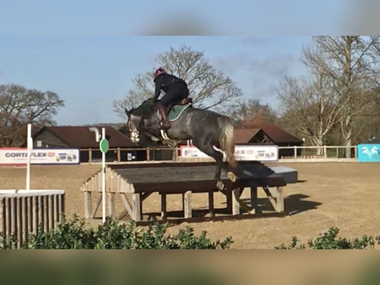 Zangersheider Jument 9 Ans Gris in Kent