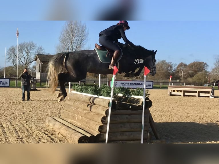 Zangersheider Jument 9 Ans Gris in Kent