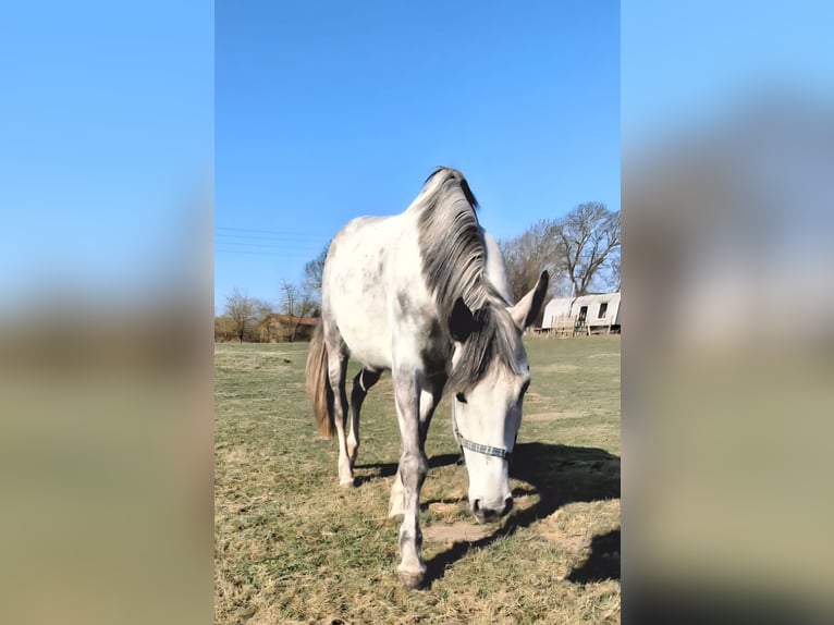 Zangersheider Jument 9 Ans Gris in Loddin