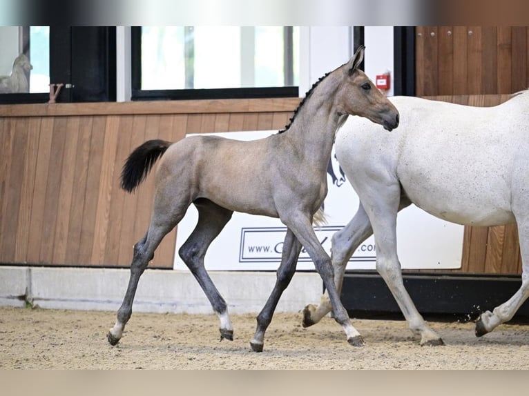 Zangersheider Jument Poulain (04/2026) 168 cm Aubère in Zele