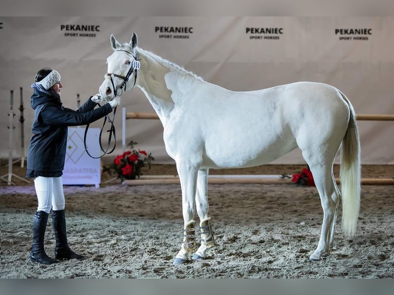 Zangersheider Jument Poulain (04/2024) 168 cm Blanc in Gronków