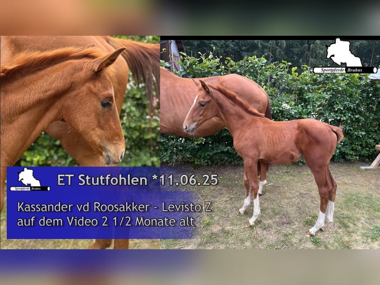 Zangersheider Jument Poulain (06/2025) 168 cm Gris in Seetz