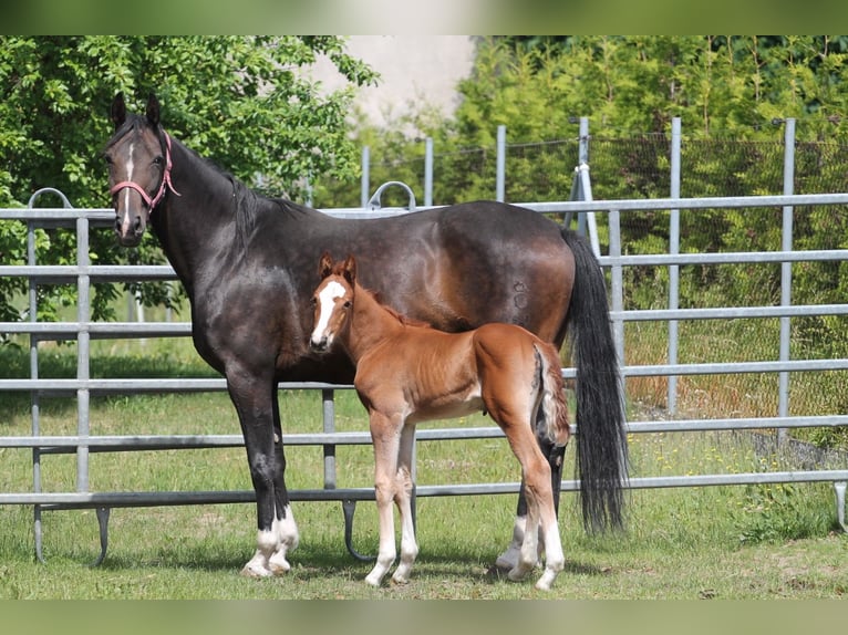Zangersheider Jument Poulain (05/2026) 170 cm Alezan in Betkowo