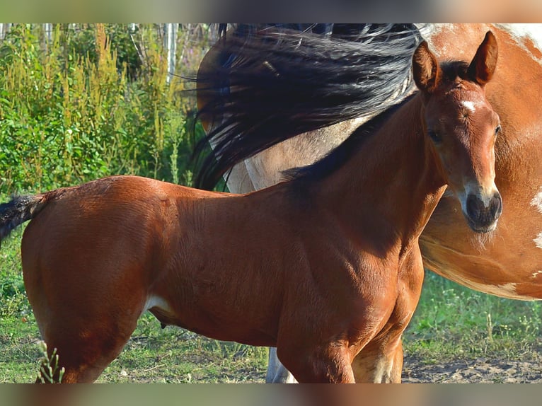 Zangersheider Jument Poulain (08/2026) 170 cm Bai in Murtosa