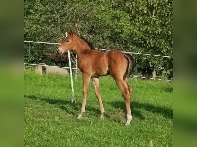 Zangersheider Jument Poulain (06/2026) 170 cm Bai in ReichelsheimReichelsheim Rohrbach