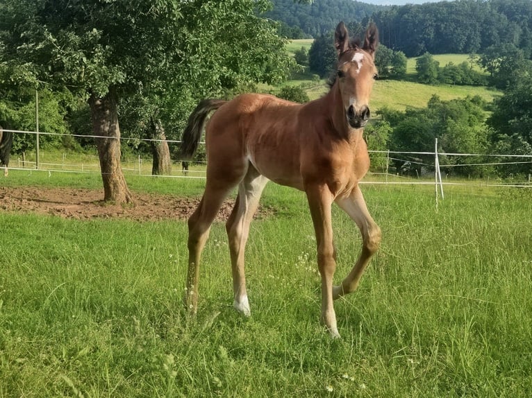 Zangersheider Jument Poulain (06/2026) 170 cm Bai in ReichelsheimReichelsheim Rohrbach