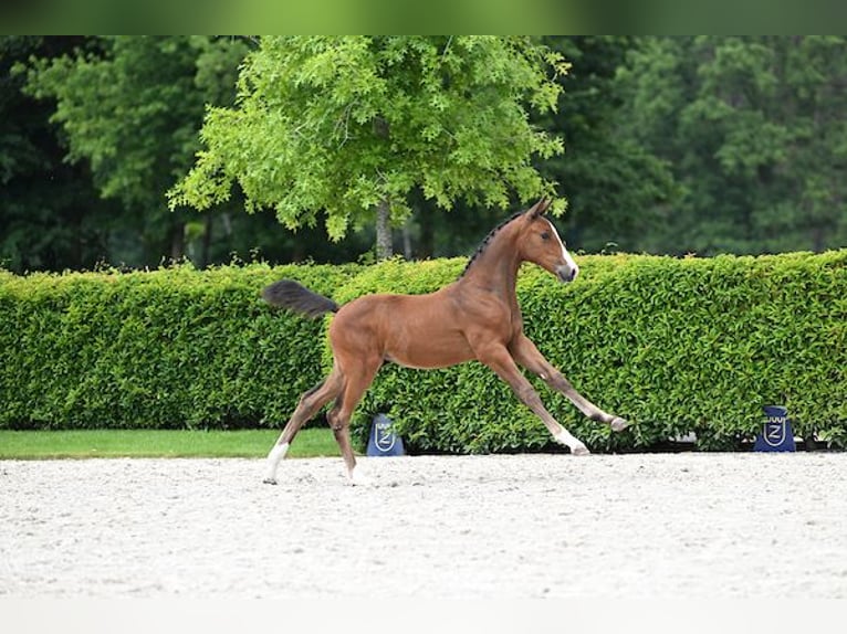 Zangersheider Jument Poulain (03/2025) 170 cm Bai in Mechelen
