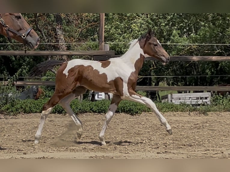 Zangersheider Jument Poulain (04/2026) 175 cm Pinto in Mücheln (Geiseltal)