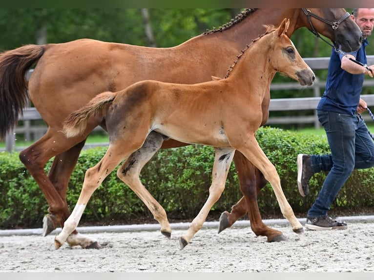 Zangersheider Jument  Alezan brûlé in Neerglabbeek