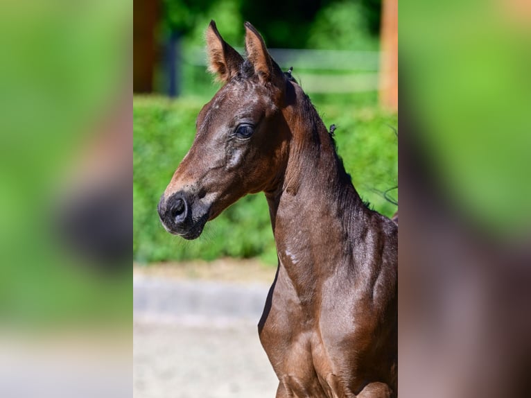 Zangersheider Jument Poulain (05/2026) Bai brun in Lilienthal