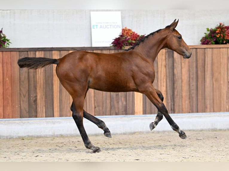 Zangersheider Jument Poulain (05/2025) Bai cerise in Zelle