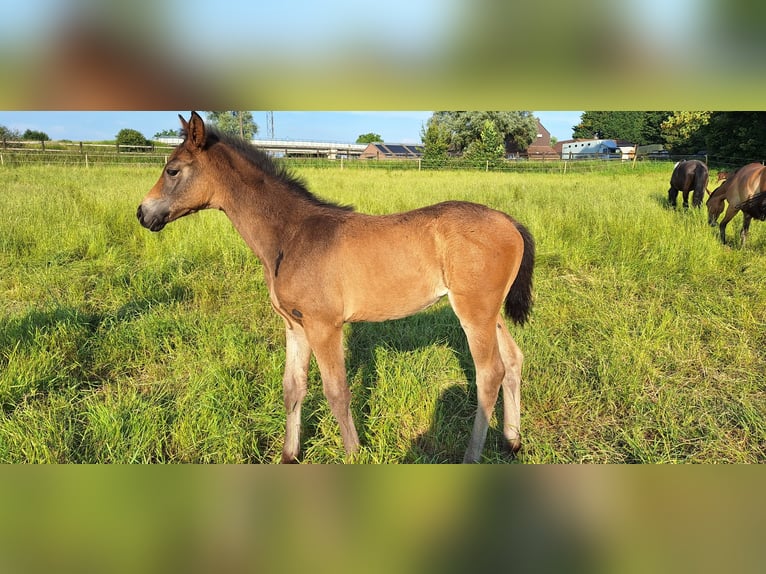 Zangersheider Jument Poulain (04/2026) Bai in Nivelles