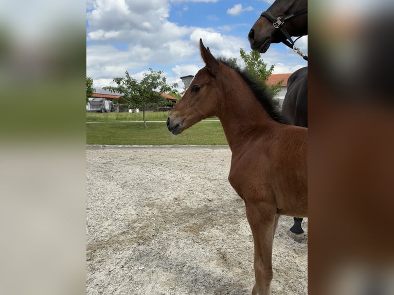 Zangersheider Jument  Bai in ErhartingErharting