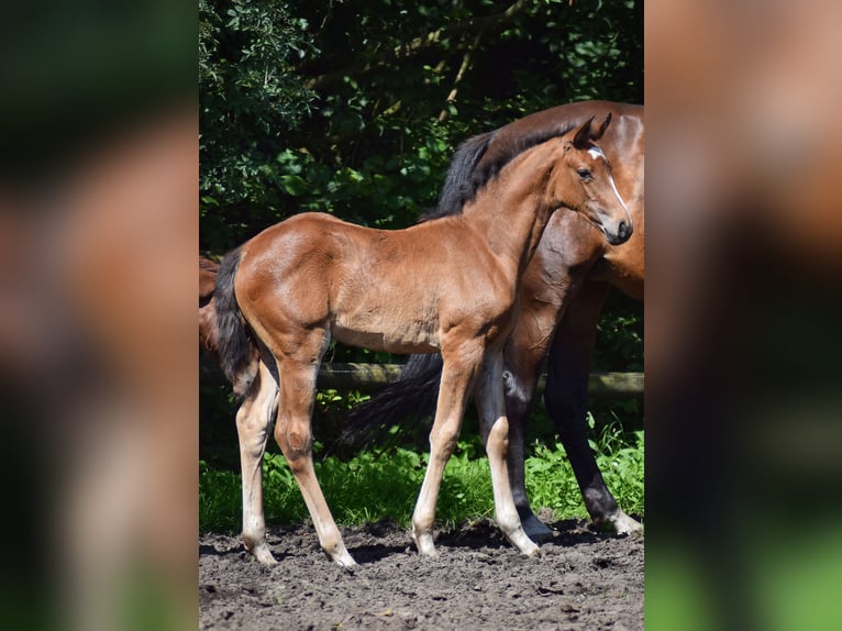 Zangersheider Jument Poulain (05/2023) Bai in Merzen