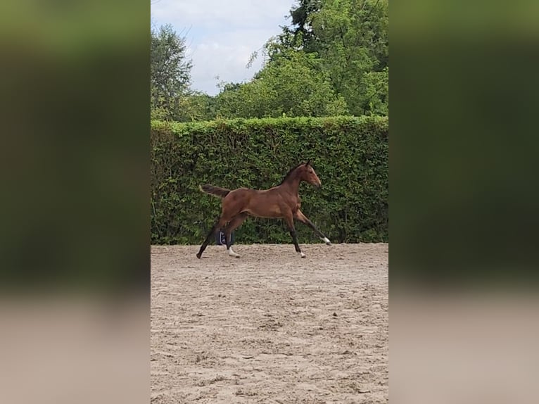 Zangersheider Jument Poulain (03/2026) Bai in Ranst
