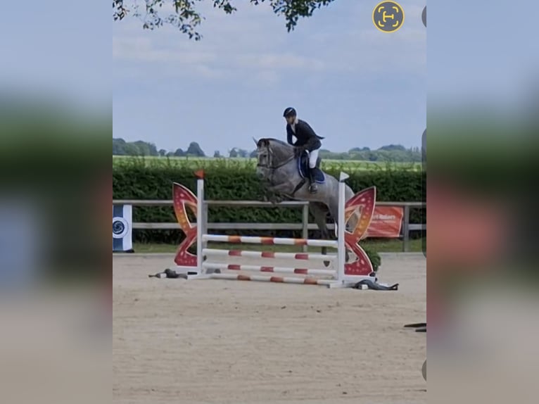 Zangersheider Jument Poulain (03/2026)  in LIEGE