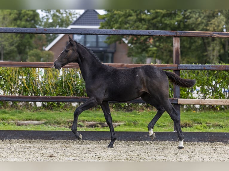 Zangersheider Jument Poulain (05/2025) Gris in Waddinxveen