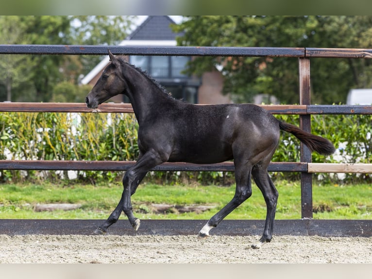 Zangersheider Jument Poulain (05/2025) Gris in Waddinxveen
