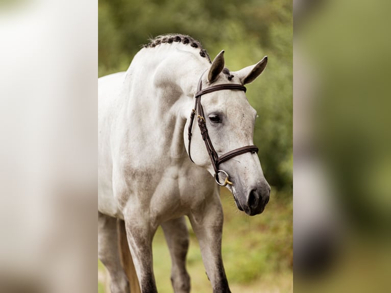 Zangersheider Jument  Gris in Wanssum