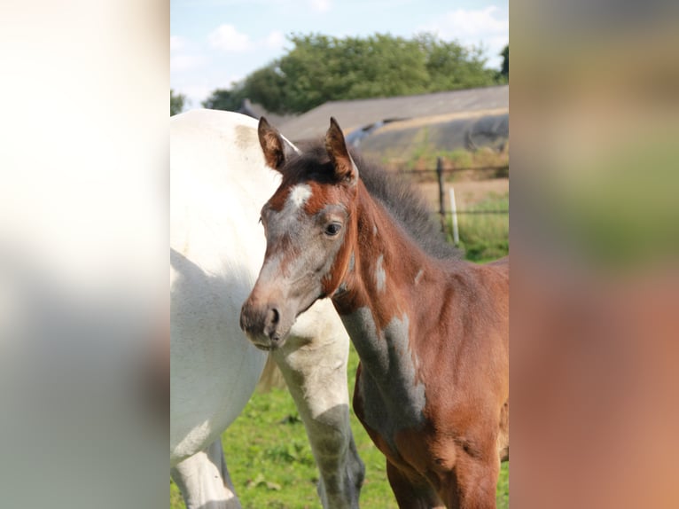 Zangersheider Jument  Gris in Wanssum