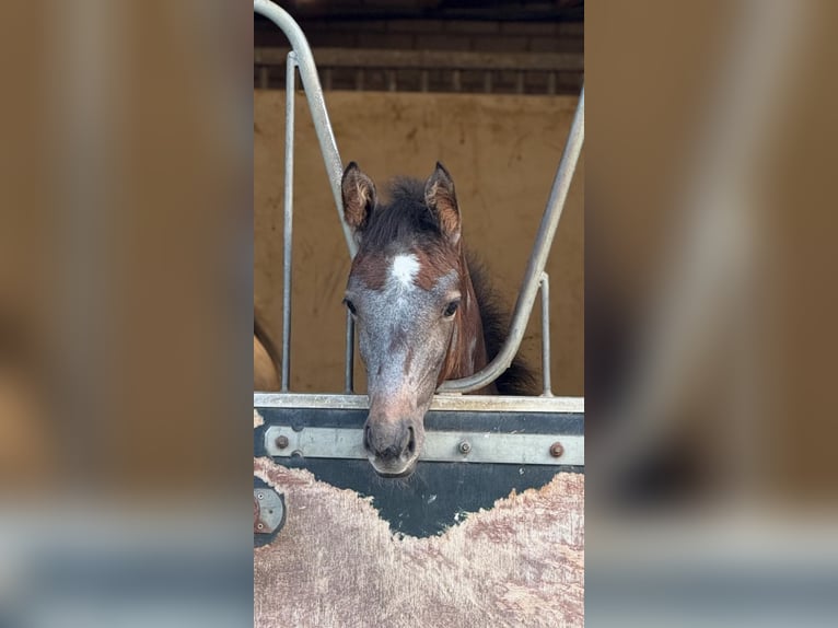 Zangersheider Jument  Gris in Wanssum