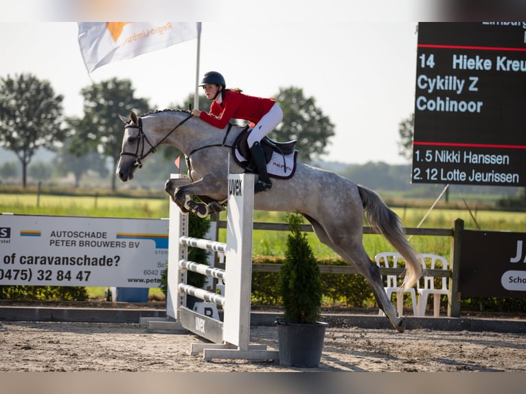 Zangersheider Jument  Gris in Wanssum