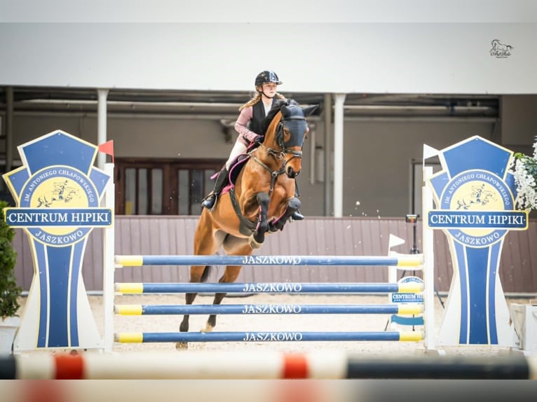 Zangersheider, Mare, 10 years, 16.1 hh, Bay