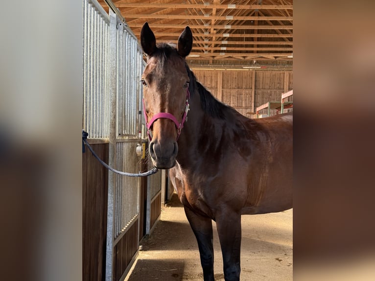 Zangersheider Mare 10 years 16.1 hh Brown in Kissing