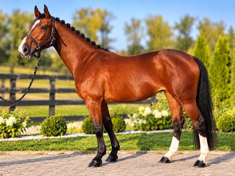 Zangersheider Mare 10 years 16.1 hh Brown in Rogownica