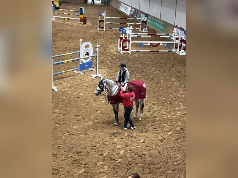 Zangersheider Mare 10 years 16.1 hh Grey in Mareo De Arriba
