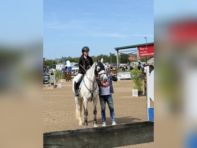 Zangersheider Mare 10 years 16.1 hh Grey in Santa Eulalia (Gijon)