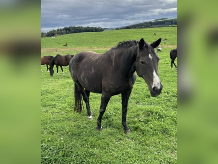 Zangersheider Mare 10 years 16.1 hh Smoky-Black in Lindlar