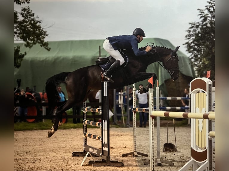 Zangersheider Mare 10 years 16.2 hh Smoky-Black in Großwechsungen
