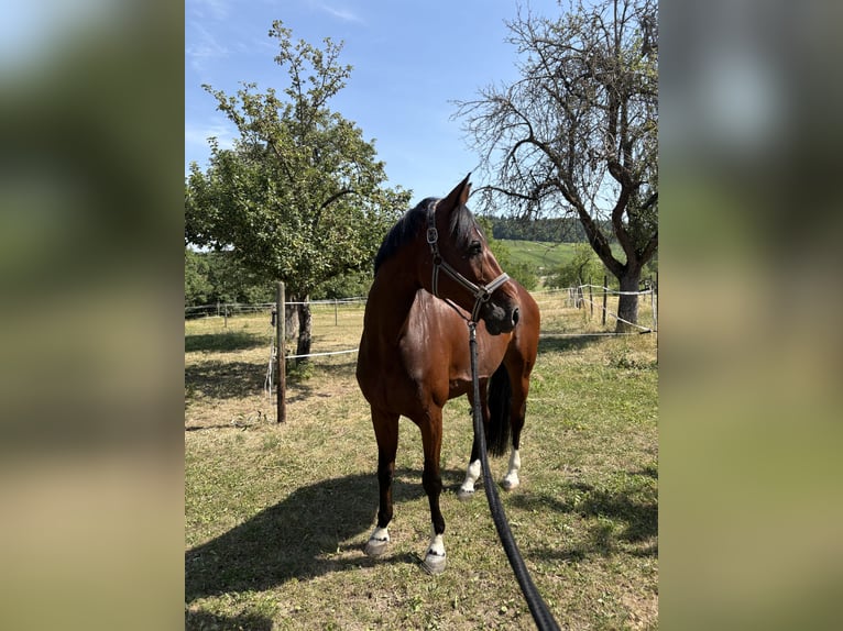 Zangersheider Mare 10 years 16 hh Brown in Winnenden