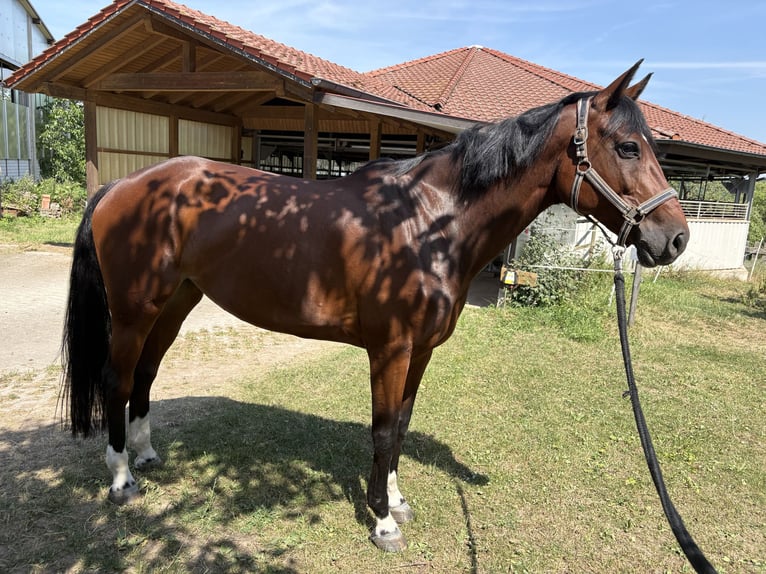 Zangersheider Mare 10 years 16 hh Brown in Winnenden