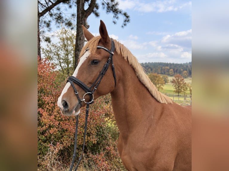 Zangersheider Mare 10 years 16 hh Chestnut-Red in Davidschlag