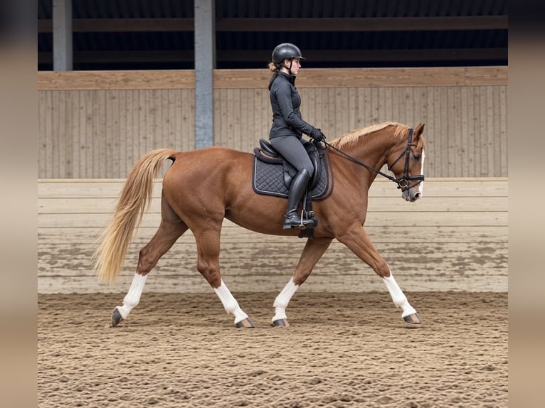 Zangersheider Mare 10 years 16 hh Chestnut-Red in Davidschlag