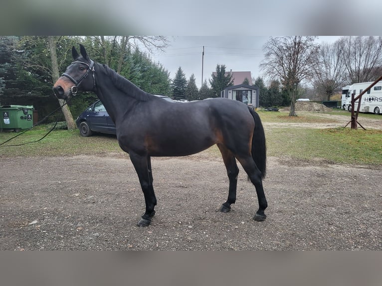 Zangersheider Mare 10 years 16,1 hh Bay-Dark in Sarbiewo