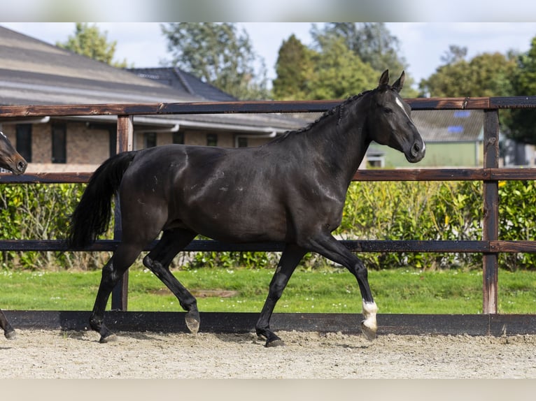 Zangersheider Mare 10 years 16,1 hh Black in Waddinxveen