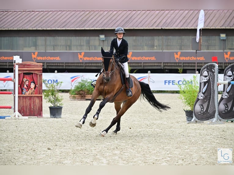 Zangersheider Mare 10 years 16,1 hh Brown in Pontarlier