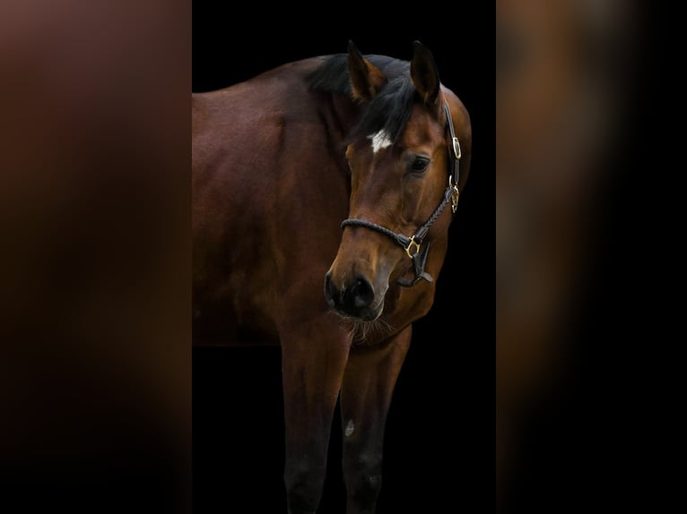 Zangersheider Mare 10 years 16,1 hh Brown in Bayreuth