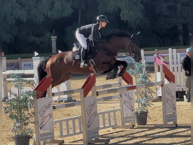 Zangersheider Mare 10 years 16,1 hh Brown in Bayreuth