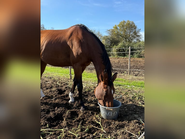 Zangersheider Mare 10 years 16,1 hh Brown in Besan&#xE7;on
