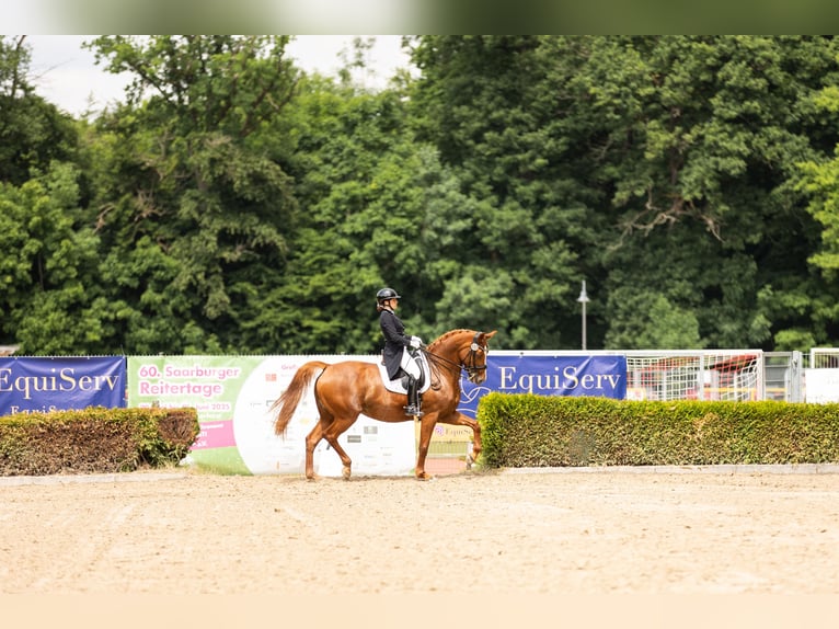 Zangersheider Mare 10 years 16,1 hh Chestnut-Red in Perl