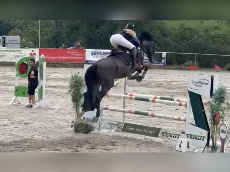 Zangersheider Mare 10 years 16,1 hh Smoky-Black in V&#xF6;hl