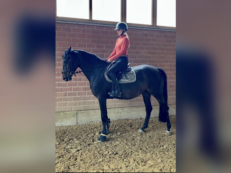 Zangersheider Mare 10 years 16,1 hh Smoky-Black in V&#xF6;hl