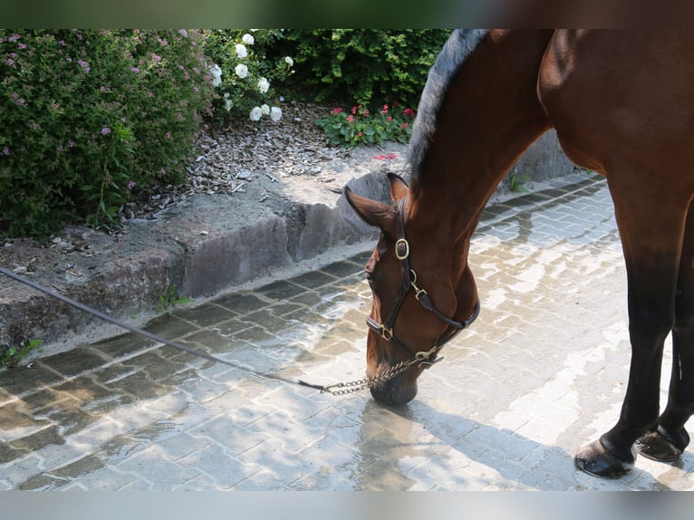 Zangersheider Mare 10 years 16,2 hh Brown-Light in Erharting