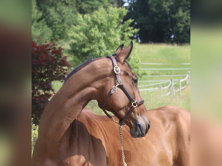 Zangersheider Mare 10 years 16,2 hh Brown-Light in Erharting