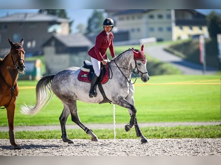 Zangersheider Mare 10 years 16,2 hh Grey in Dietfurt