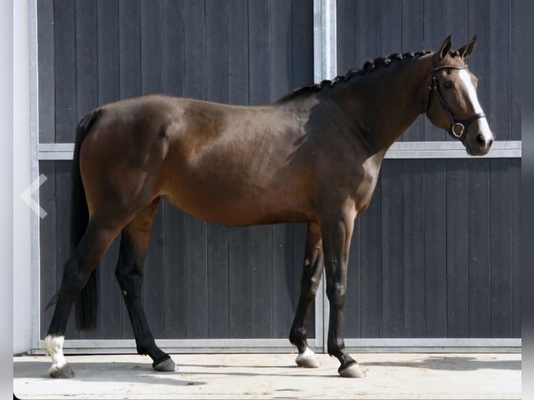 Zangersheider Mare 10 years 17 hh Bay-Dark in Veghel